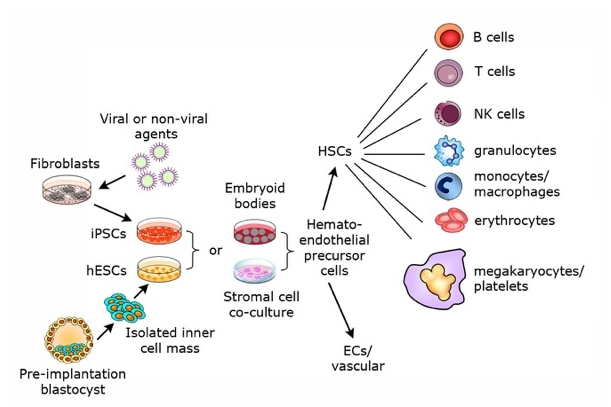 Development of Functional Blood cells from human ESCs and iPSCs