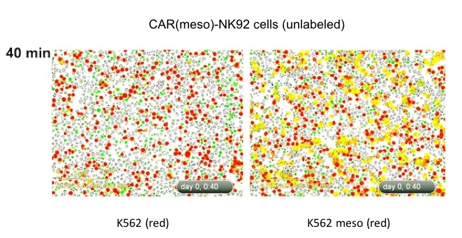 Anti-tumor activities of CAR-targeted iPSC-derived NK cells