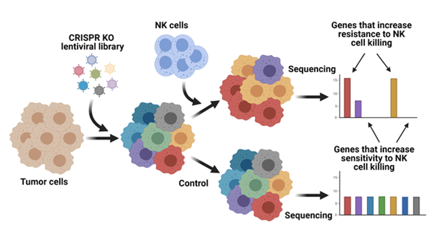 CRISPR screening methods to identify novel mechanisms that regulate NK cell-mediated activity